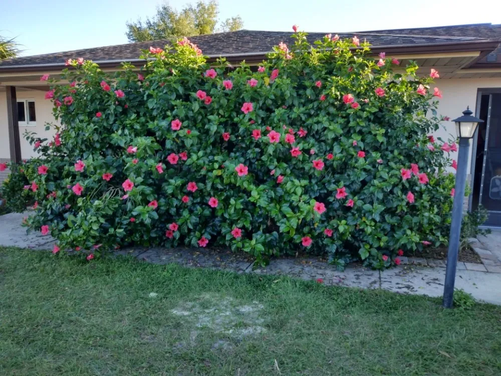 Trusted residential landscaping experts serving Deltona, FL - One For All Landscaping