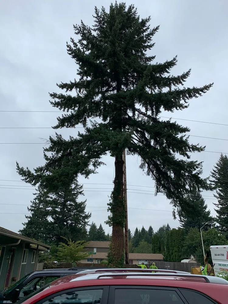 Affordable lawn care service in Vancouver, WA by One Hope Tree Service and Construction