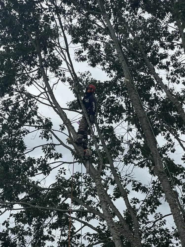 Local lawn care service in Vancouver, WA - One Hope Tree Service and Construction