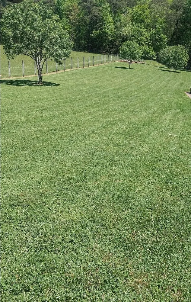 Trusted yard cleanup service in Elizabethton, TN by One Leg Man and A Mower
