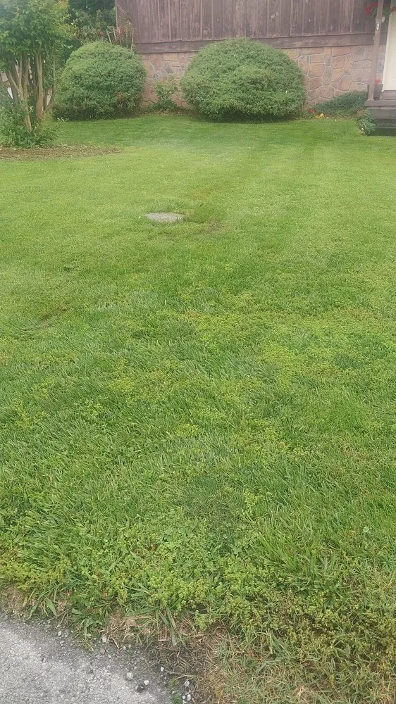 Professional yard cleanup service in Elizabethton, TN - One Leg Man and A Mower