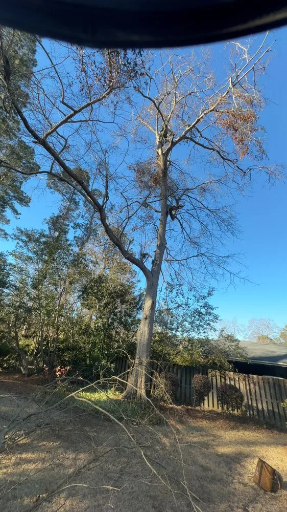 Affordable landscaping services experts serving Augusta-Richmond County consolidated government (balance), GA - One limb at a time chips tree service