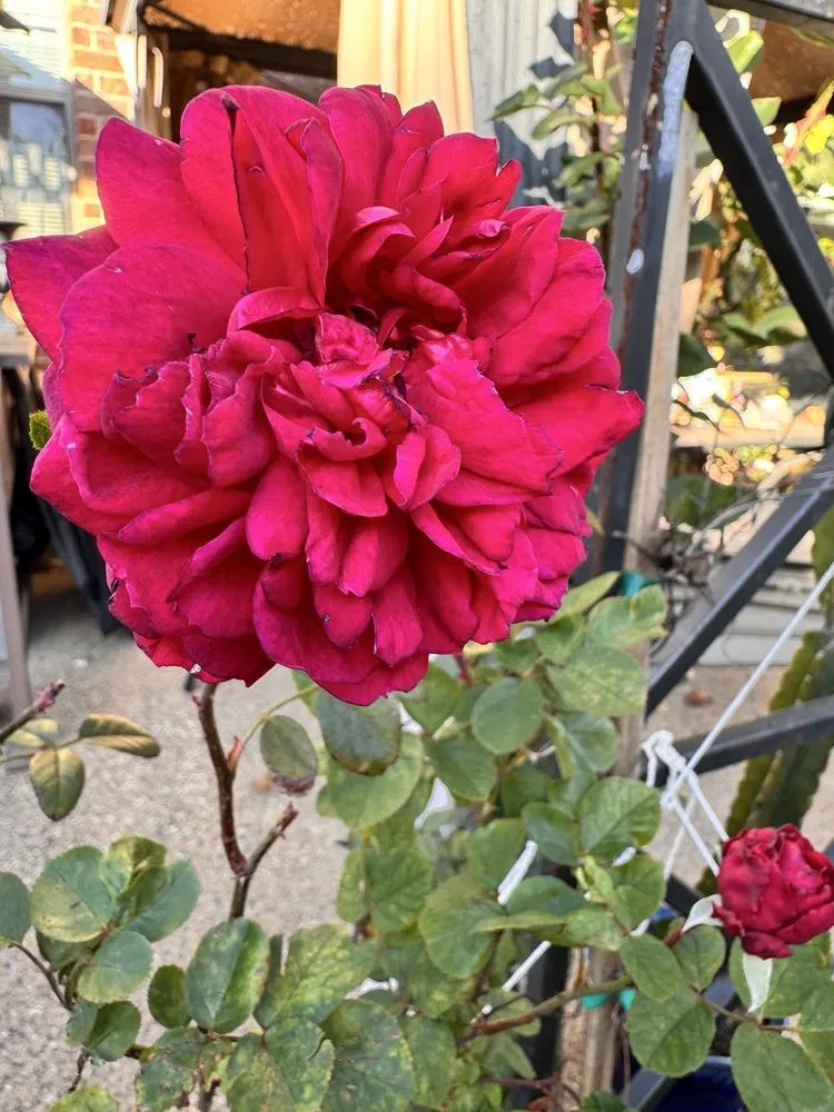 Custom yard maintenance for beautiful yards in Dallas, TX by One Love Rose and Gardens