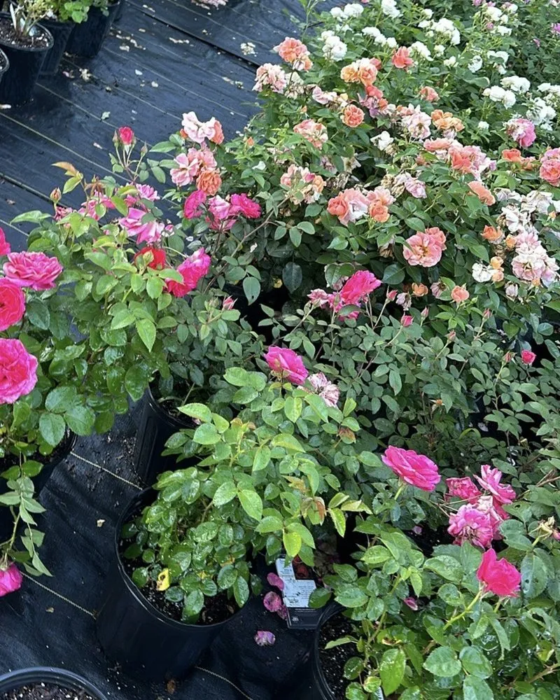 Custom lawn care service for outdoor upgrades across Dallas, TX - One Love Rose and Gardens