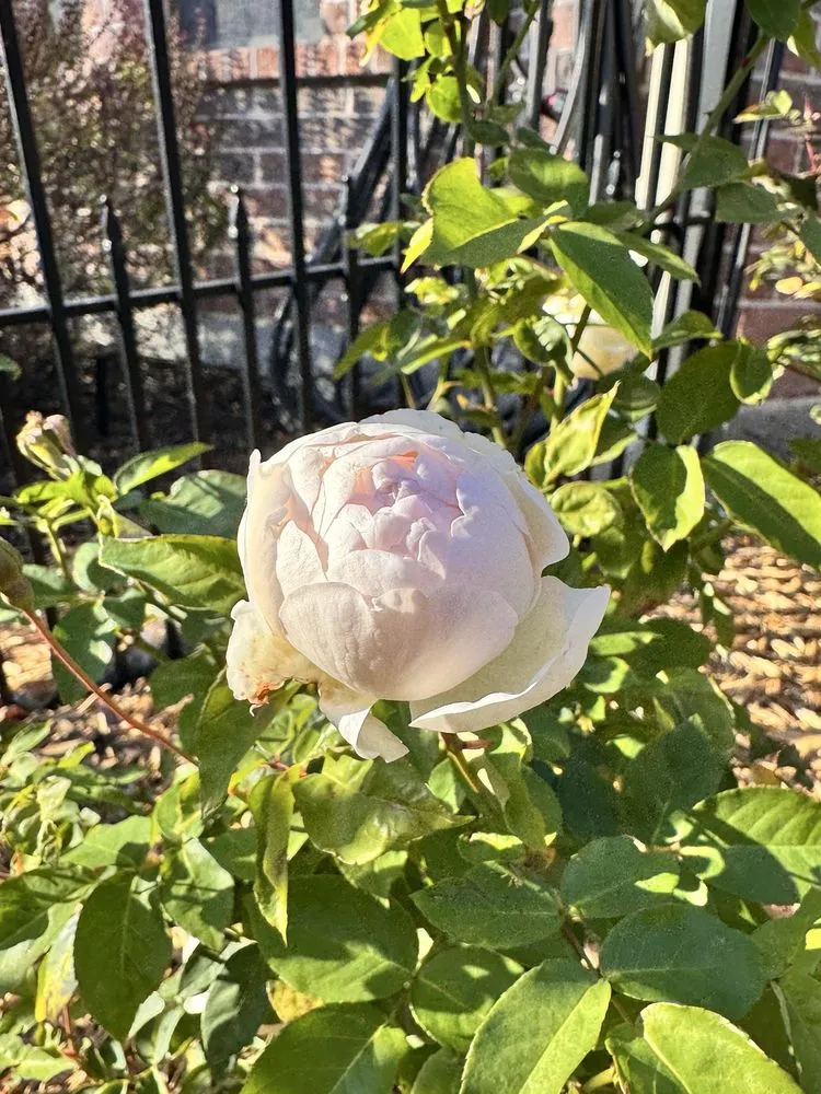 Expert residential landscaping for residential properties across Dallas, TX - One Love Rose and Gardens