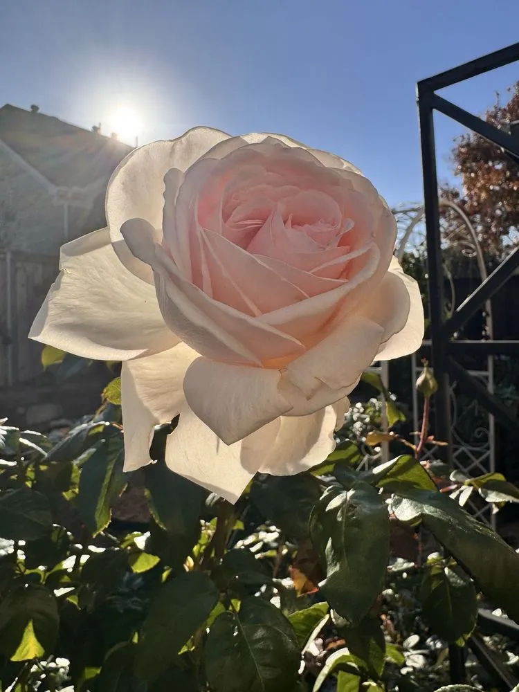 Trusted residential landscaping experts serving Dallas, TX - One Love Rose and Gardens