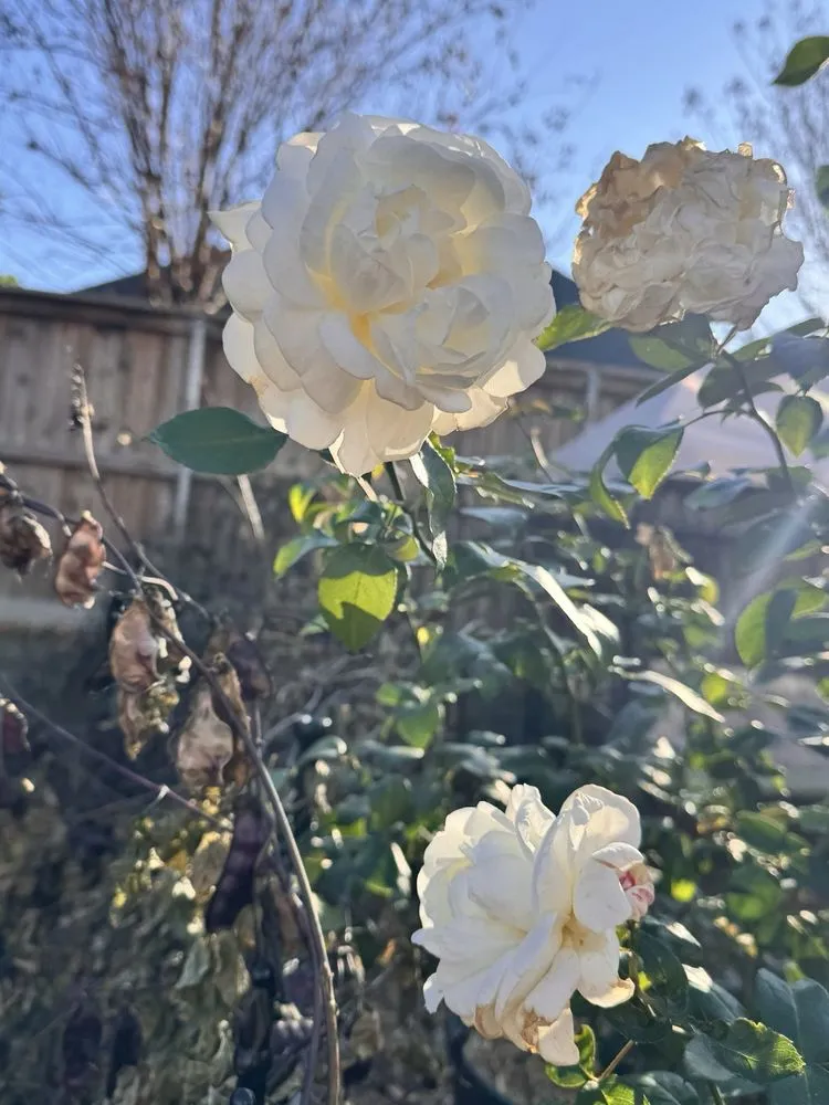 Professional outdoor landscaping in Dallas, TX by One Love Rose and Gardens