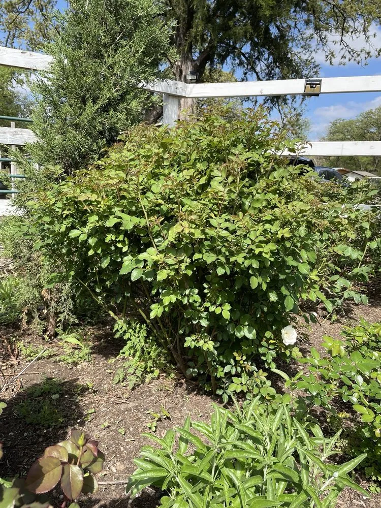 Trusted landscape design for outdoor upgrades in Dallas, TX by One Love Rose and Gardens