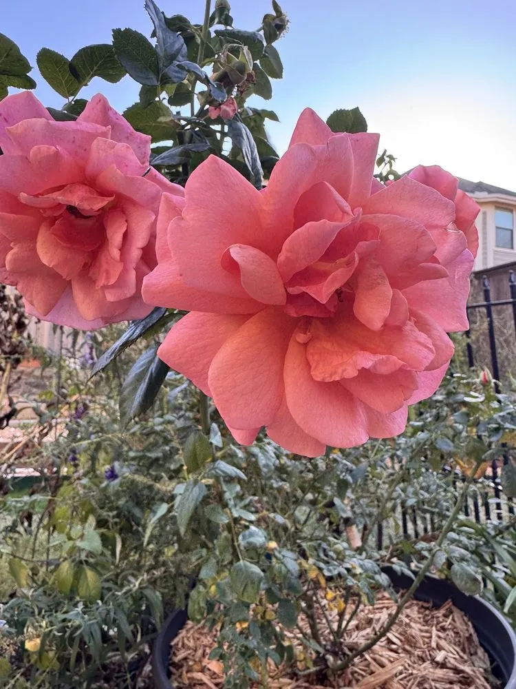 Trusted residential landscaping near you across Dallas, TX - One Love Rose and Gardens