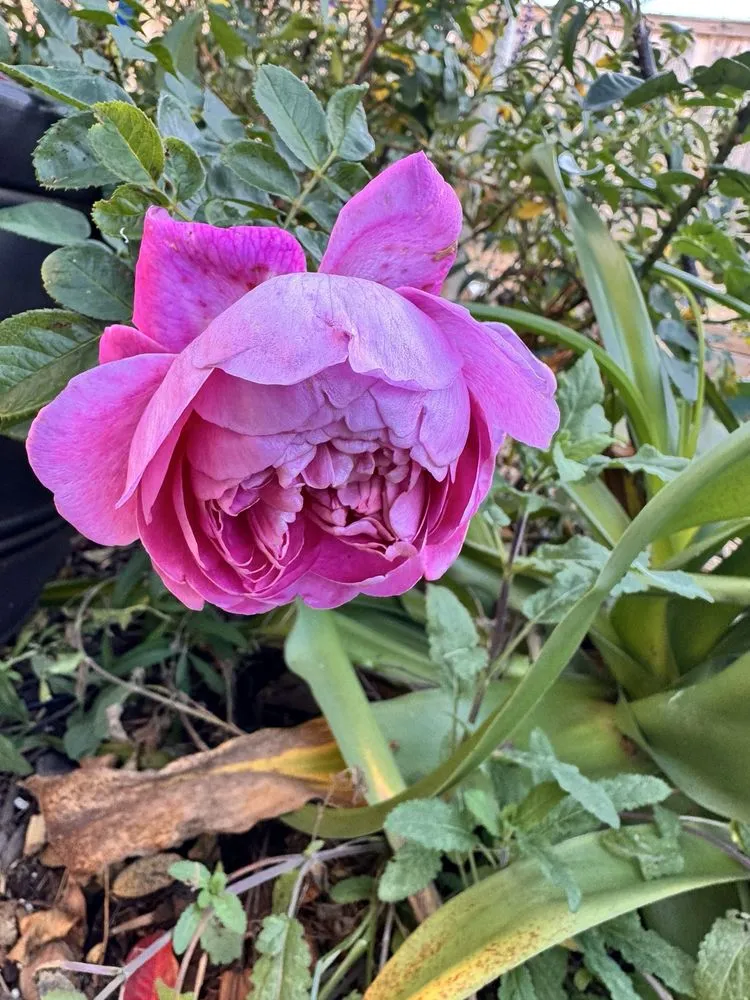 Local landscape installation in Dallas, TX by One Love Rose and Gardens