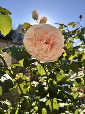 One Love Rose and Gardens Logo