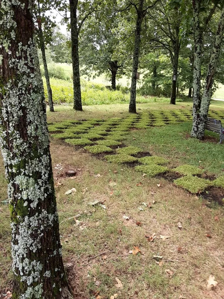 Top-rated landscaping services for year-round maintenance in North Little Rock, AR by One Man Crew