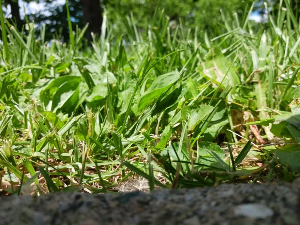 Expert outdoor landscaping for outdoor upgrades across Camby, IN - One Man Handyman