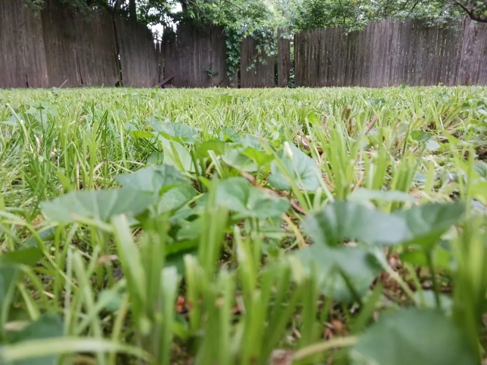 Top-rated landscape installation for homes across Camby, IN - One Man Handyman