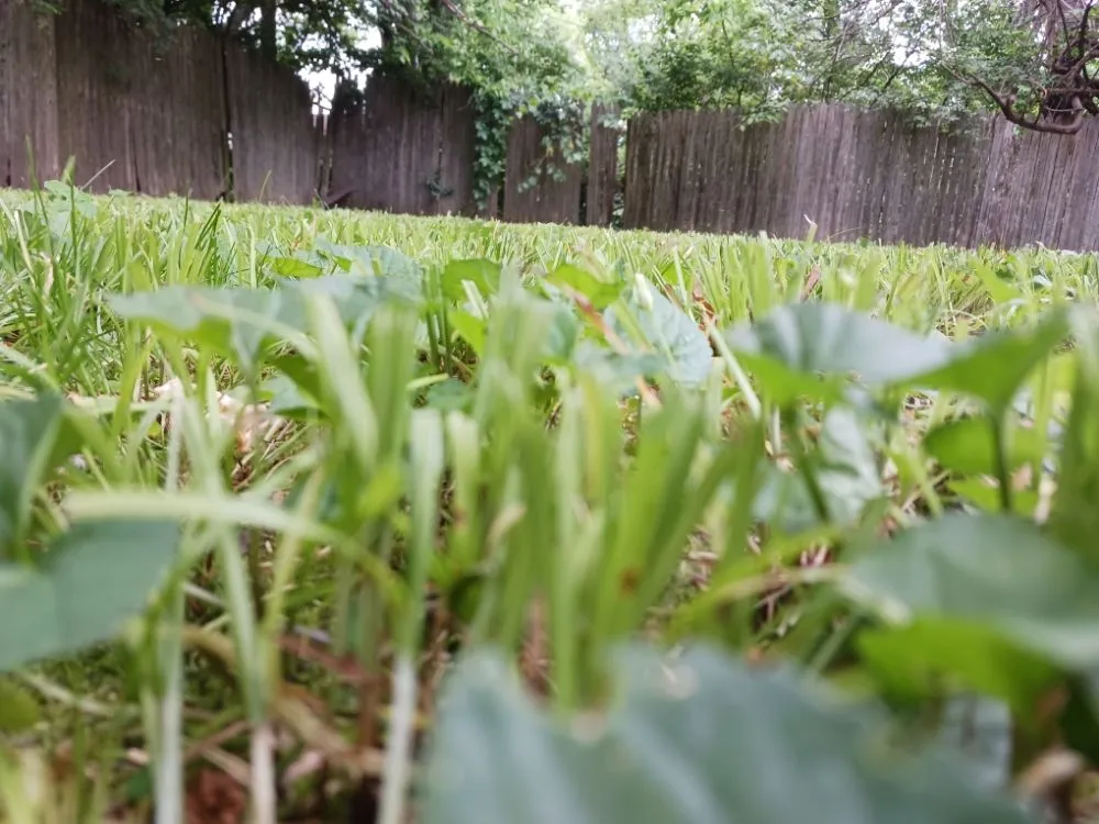 Local residential landscaping experts serving Camby, IN - One Man Handyman