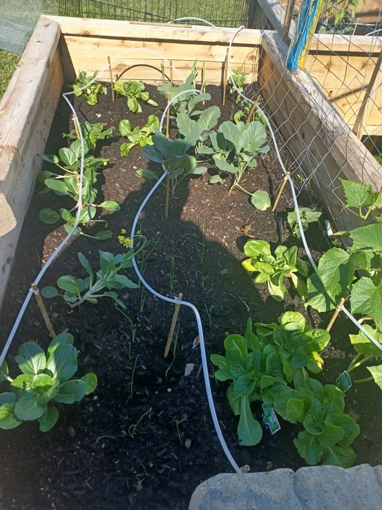 Local lawn care service in Camby, IN - One Man Handyman