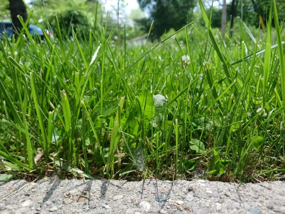 Custom residential landscaping experts serving Camby, IN - One Man Handyman