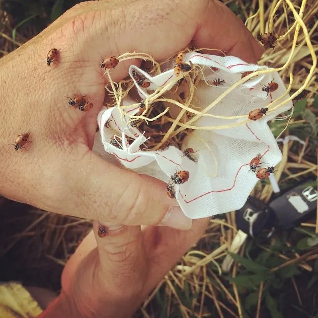 Custom residential landscaping for year-round maintenance in Beacon, NY by One Nature