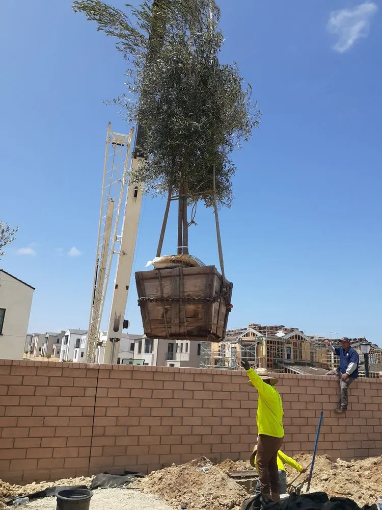 Expert yard maintenance for homes across San Diego, CA - One Seed Builders