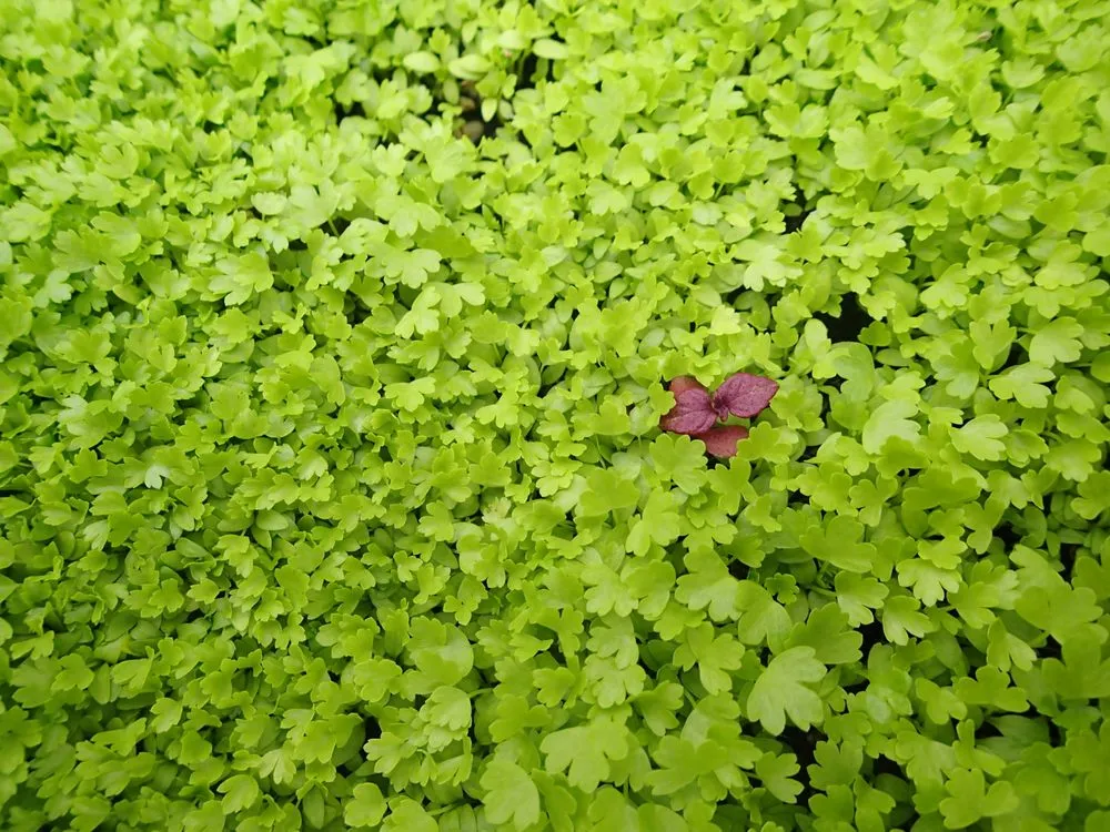 Trusted landscaping services in San Diego, CA by One Seed Builders