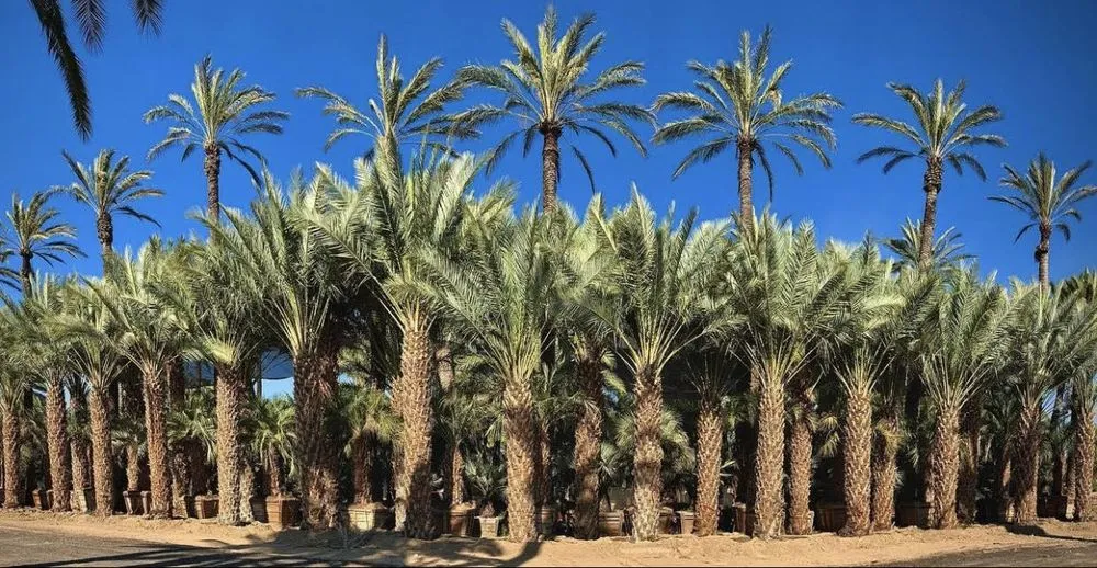 Professional landscape design for residential properties in Loma Linda, CA by One Source Environmental