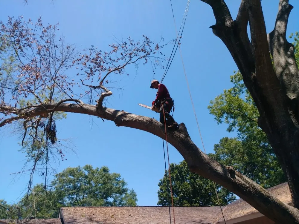 Trusted landscaping services in Montgomery, AL by One Source Tree Service & Landscape