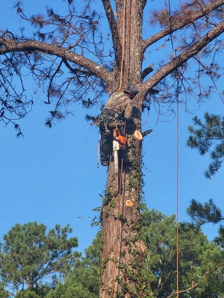 Expert yard cleanup service in Montgomery, AL by One Source Tree Service & Landscape