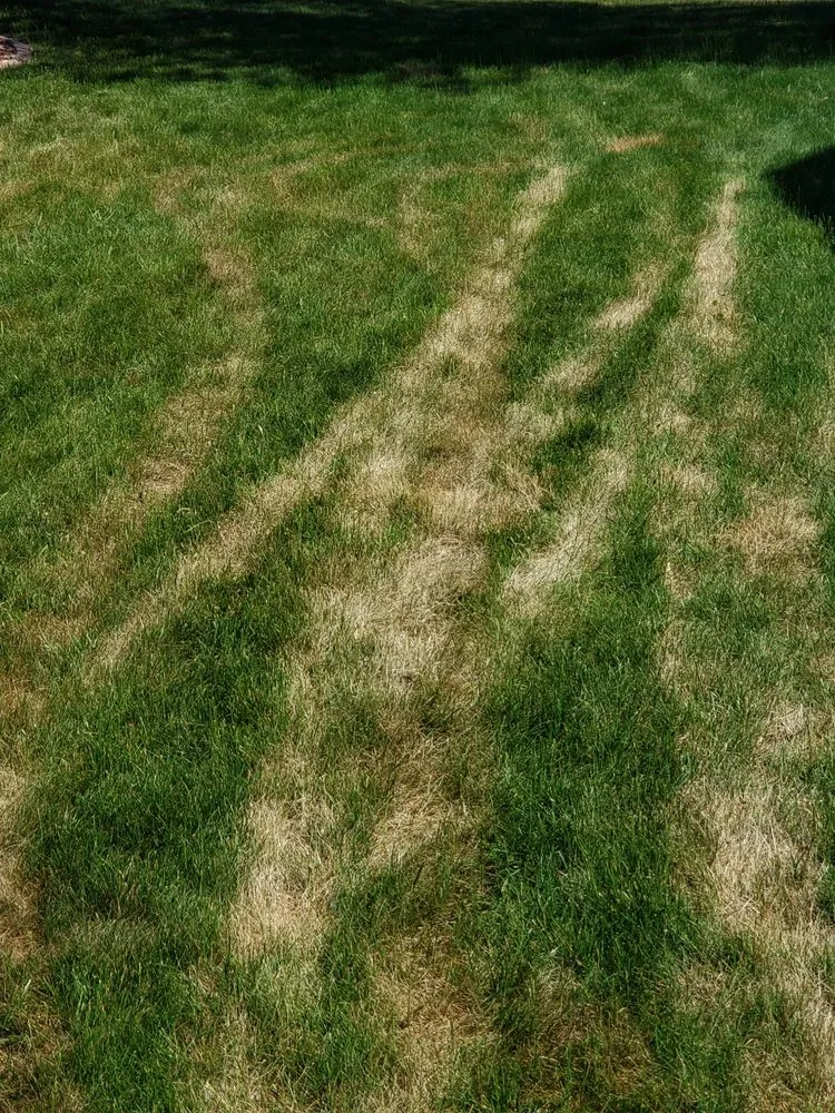 Professional yard cleanup service for beautiful yards in North Chili, NY by One Step Tree and Lawn Care