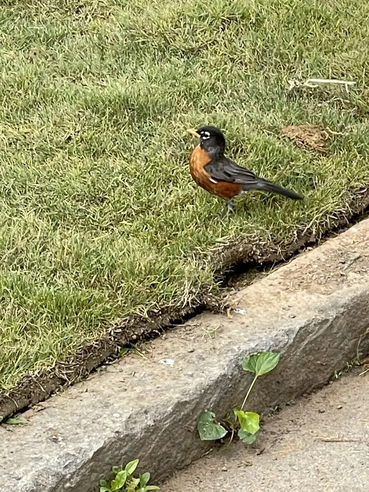 Trusted landscaping services for year-round maintenance in Milledgeville, GA by One Stop Chop