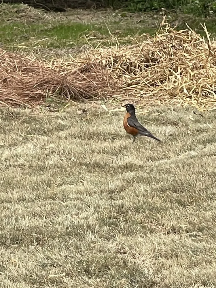 Trusted outdoor landscaping for residential properties across Milledgeville, GA - One Stop Chop