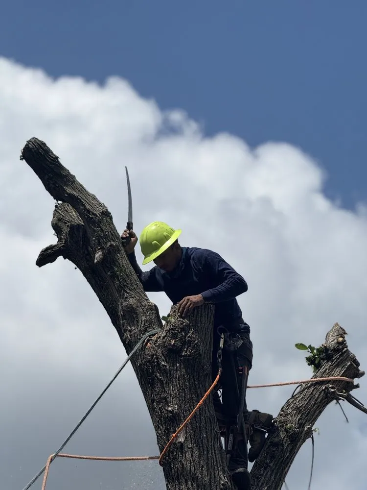 Local landscape design experts serving Cedar Hill, TX - One Stop Home Services