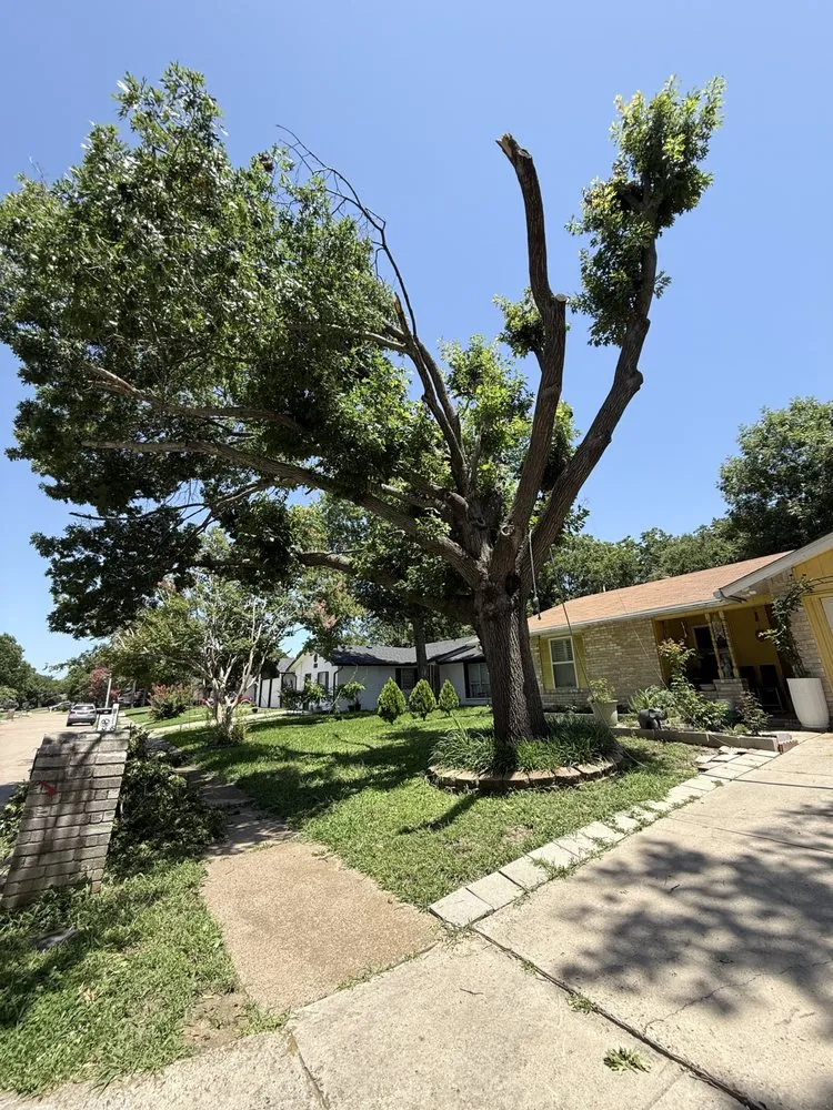 Expert lawn care service near you across Cedar Hill, TX - One Stop Home Services