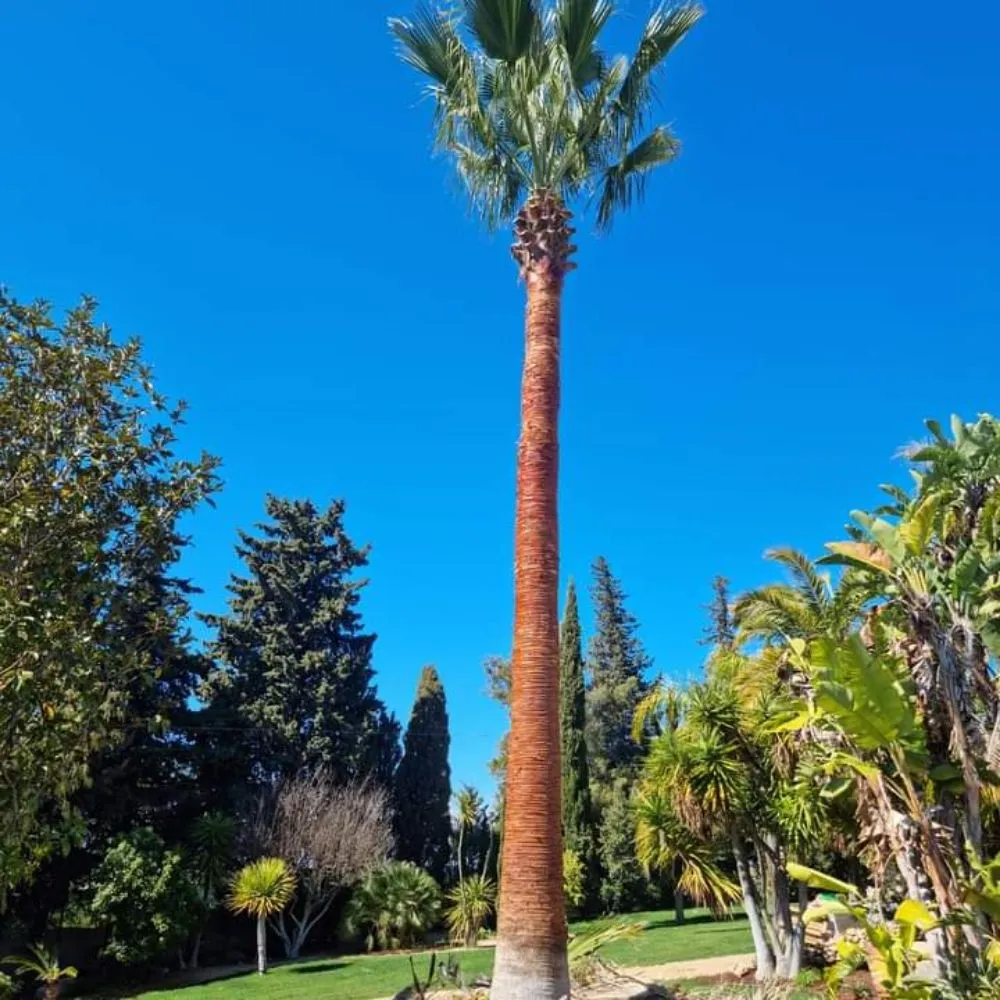 Professional lawn care service experts serving Tampa, FL - One Stop Tree Service