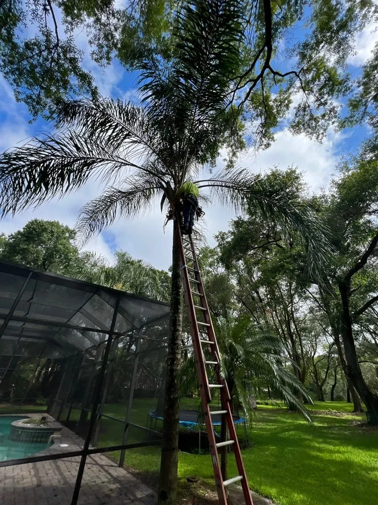 Affordable landscaping services for outdoor upgrades in Tampa, FL by One Stop Tree Service