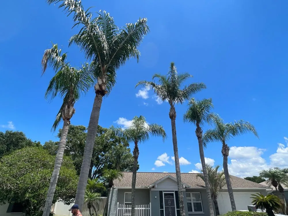 Local lawn care service in Tampa, FL - One Stop Tree Service