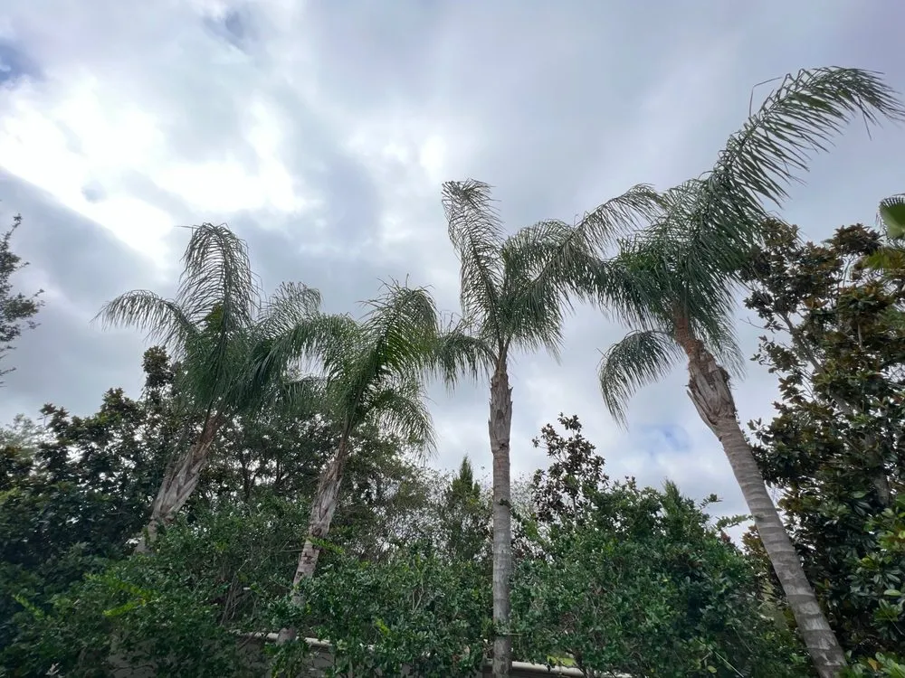 Affordable landscaping services experts serving Tampa, FL - One Stop Tree Service