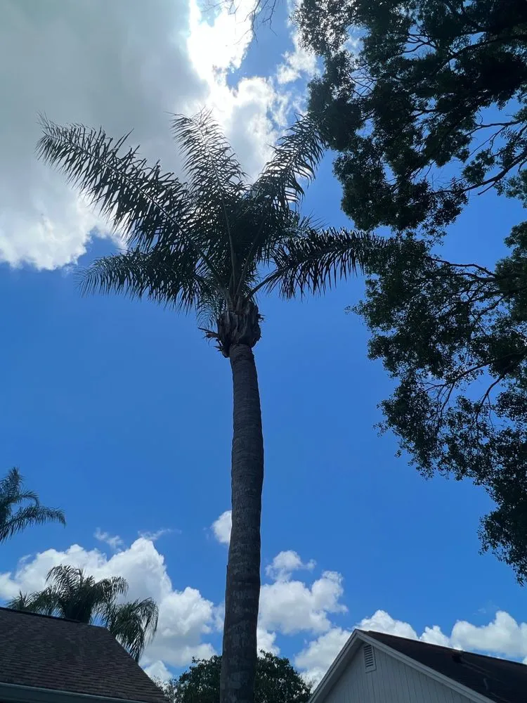 Custom outdoor landscaping in Tampa, FL by One Stop Tree Service