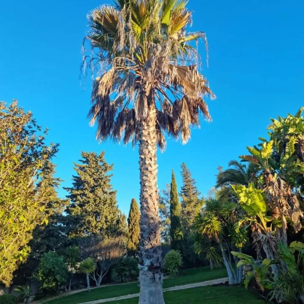 Custom lawn mowing service with custom design in Tampa, FL by One Stop Tree Service