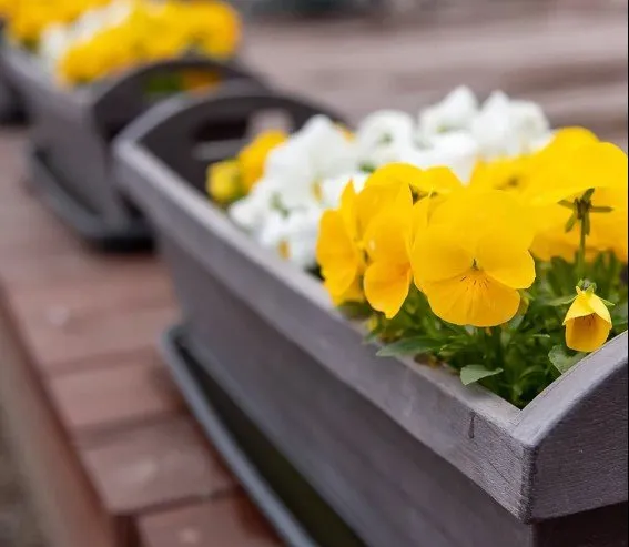 Top-rated yard maintenance for year-round maintenance across Palm Desert, CA - One Team Property