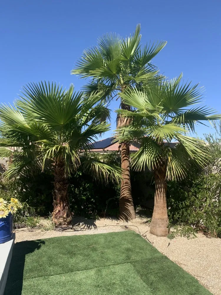 Reliable landscape installation experts serving Palm Desert, CA - One Team Property