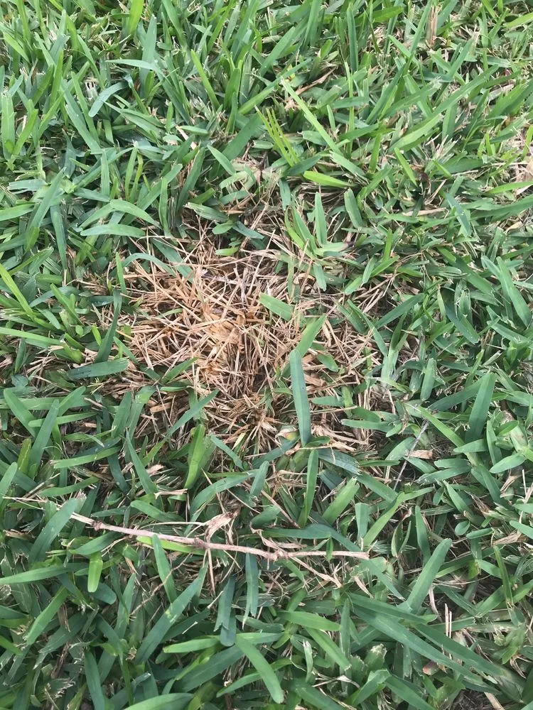 Custom lawn mowing service for homes across Miami, FL - One Two Tree