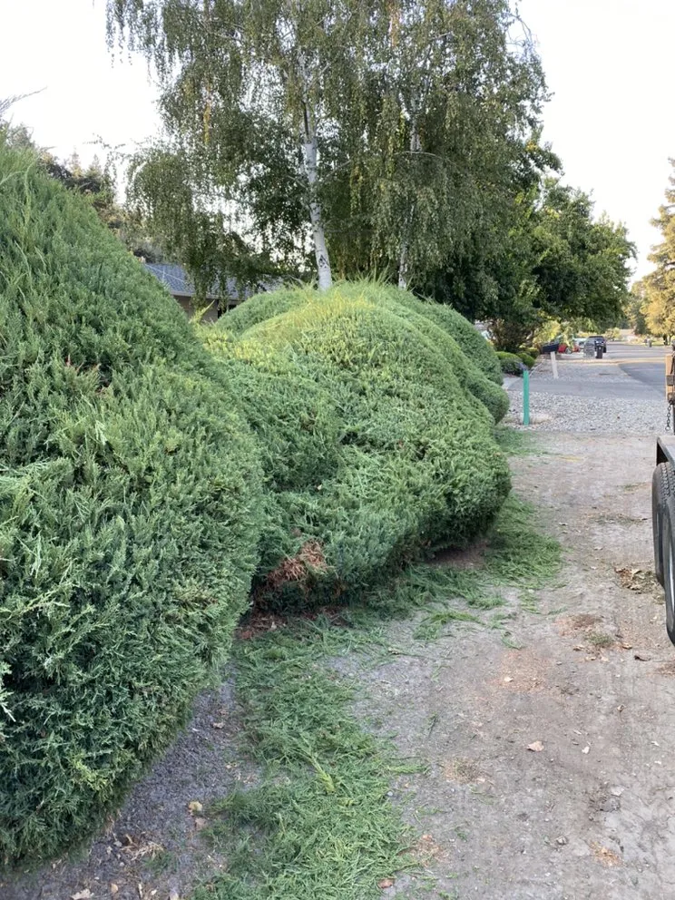 Custom garden landscaping in Lodi, CA by One Vision Landscape Maintenance