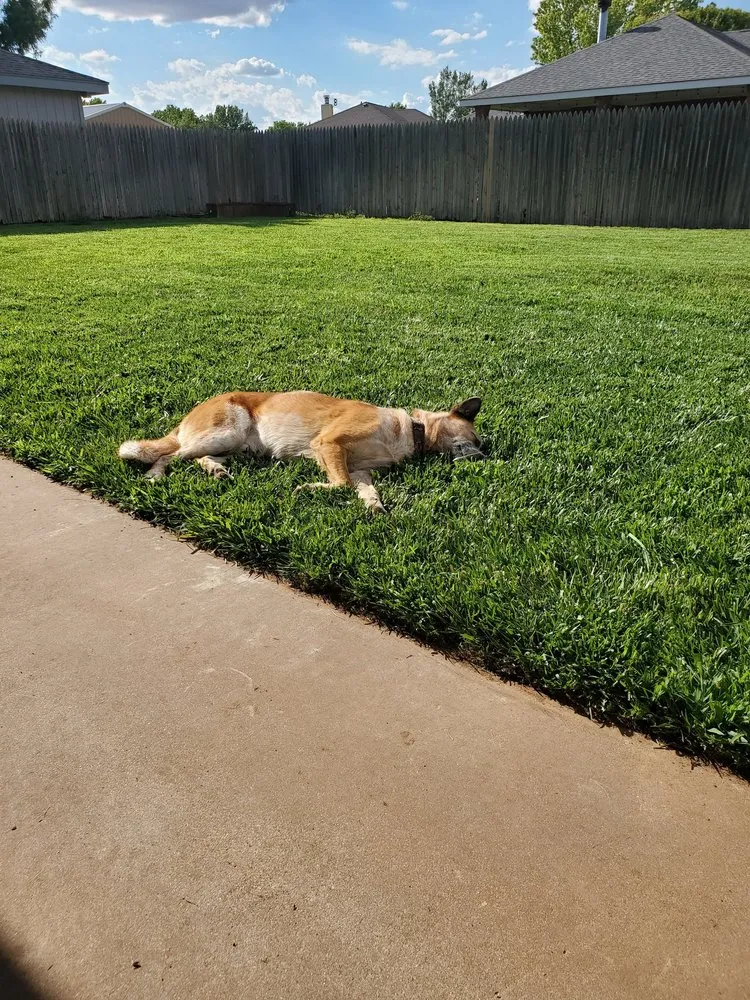 Top-rated landscape design in Frisco, TX by OneNeighbor