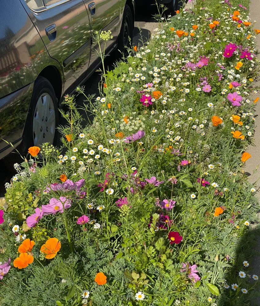 Custom landscaping services for homes in Walker, LA by OnGeaux