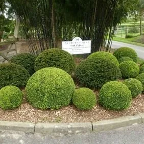 Top-rated residential landscaping experts serving Harvest, AL - Only Grass Turf Specialists