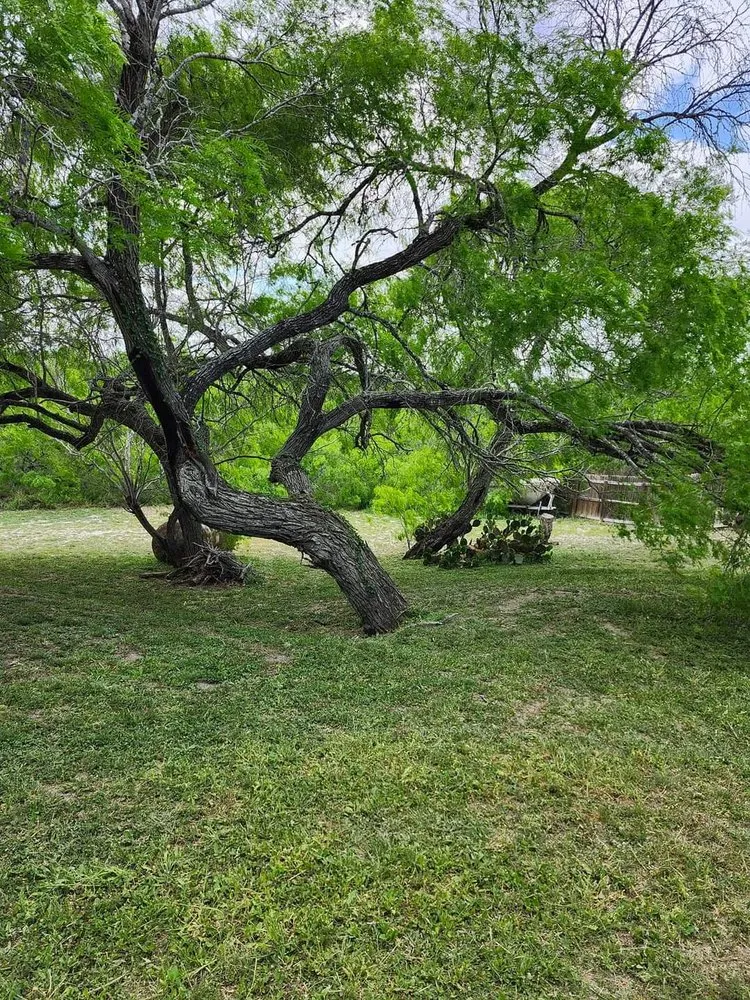 Affordable outdoor landscaping in Kingsville, TX by Only Kids Lawn Care