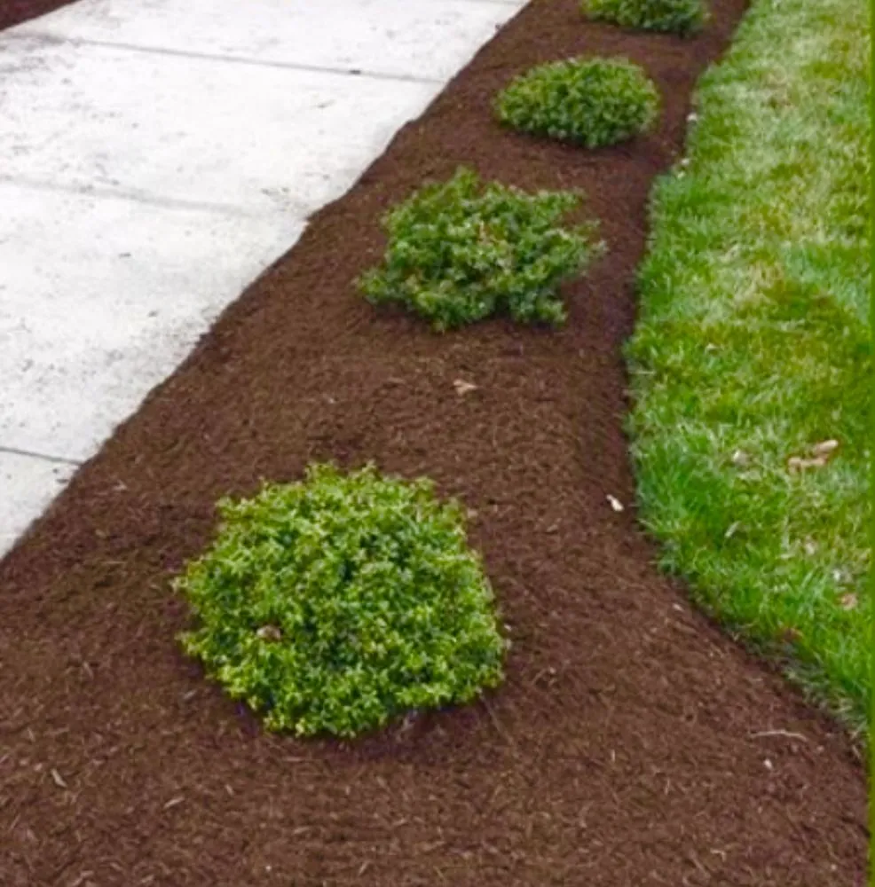 Professional landscape installation in Austin, TX by Only Lawns