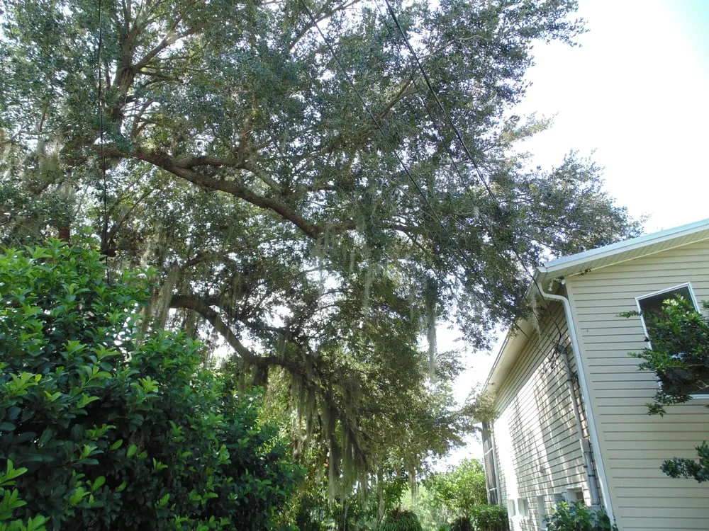 Expert yard maintenance with custom design in Deltona, FL by Onpoint Lawn and Tree Service