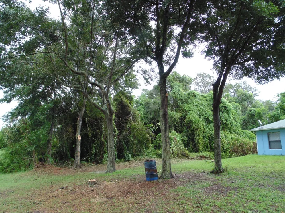 Top-rated yard maintenance for beautiful yards in Deltona, FL by Onpoint Lawn and Tree Service