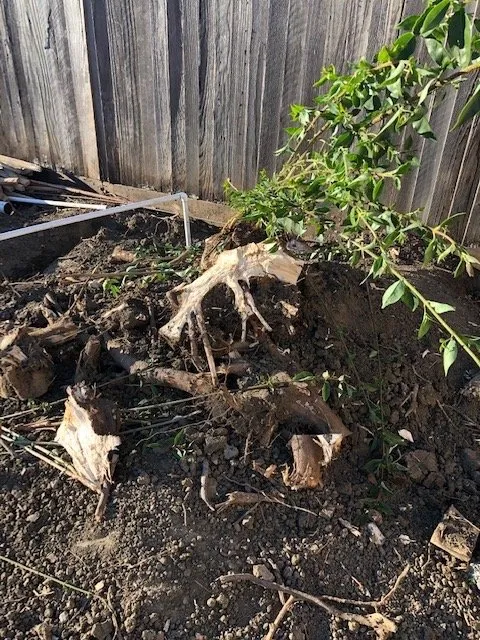 Top-rated yard cleanup service experts serving Vacaville, CA - Onsite Concrete & Landscape